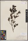 Foto von Salix borealis Fr. x Salix glauca L.